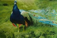Peacock Green Bedding 3d Duvet Cover Set